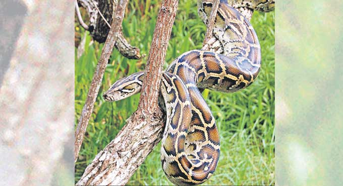 How Harmful Are Invasive Species