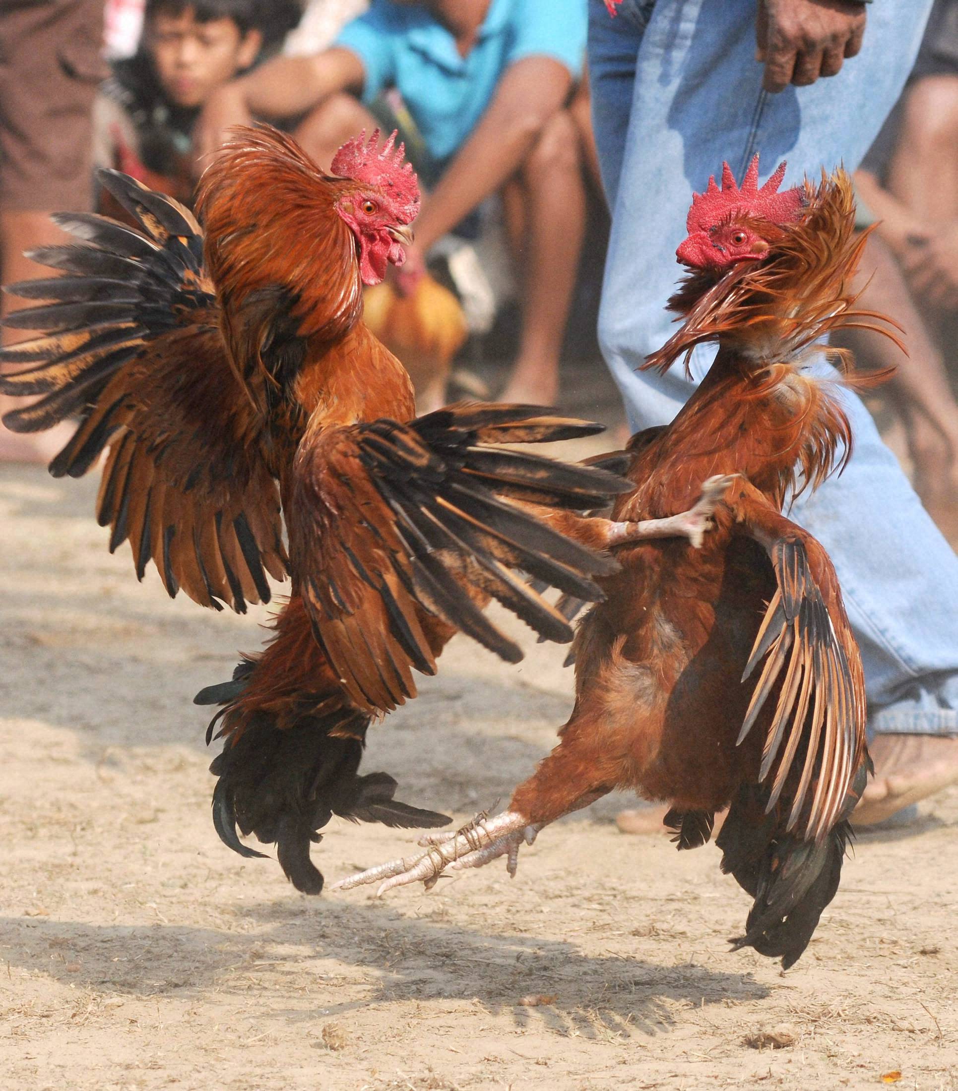 Come to bastar for the weekly markets, stay for the cockfights