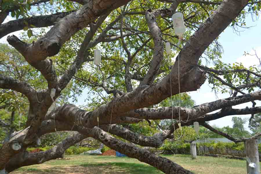Image result for 3.	700 Year old Banyan tree given Saline Treatment