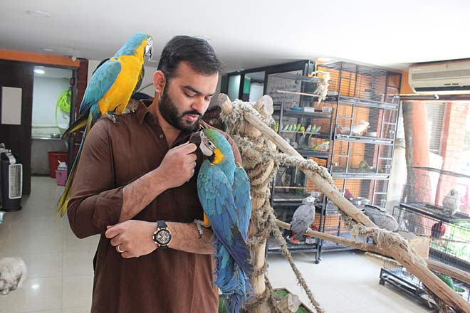 macaw parrot shop