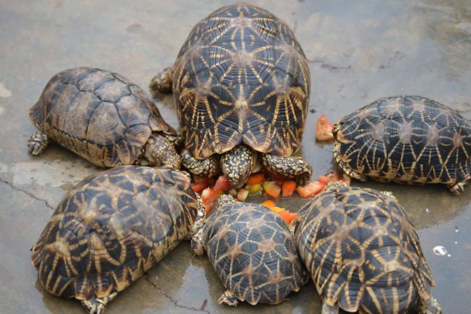 Adversity Smuggling Endanger Indian Star Tortoise In Nallamala