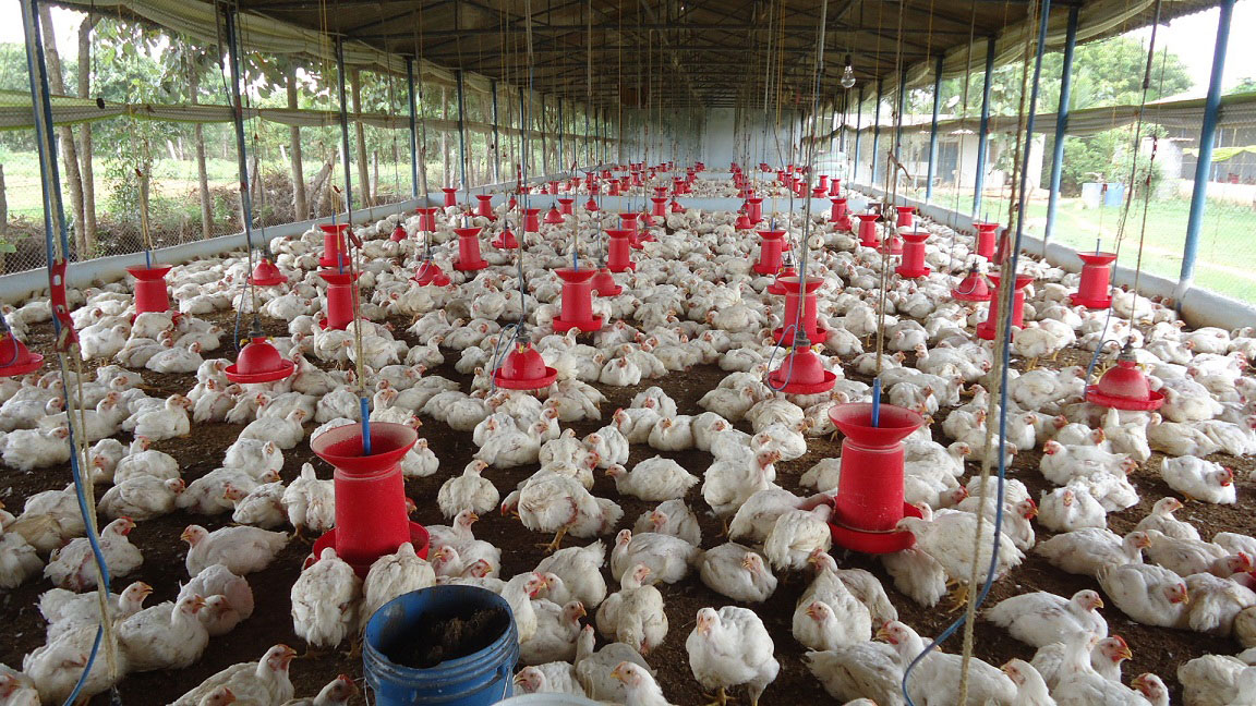 Poultry farm business plan pdf in india image