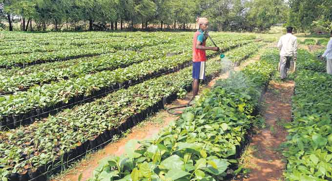 Forest cover up in Telangana, says FSI