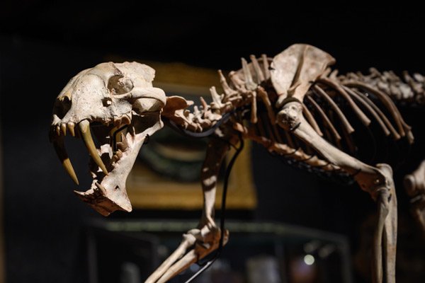 ‘Sabre-toothed tiger’ skeleton up for auction