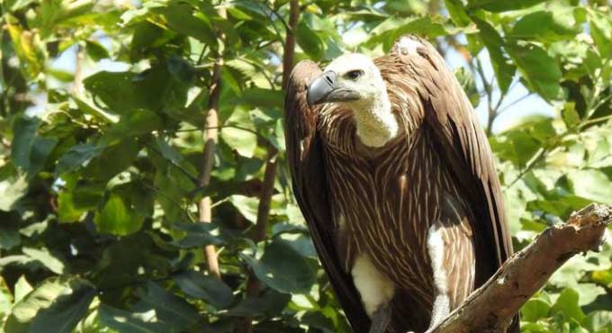 Hyderabad to get vulture rescue centre