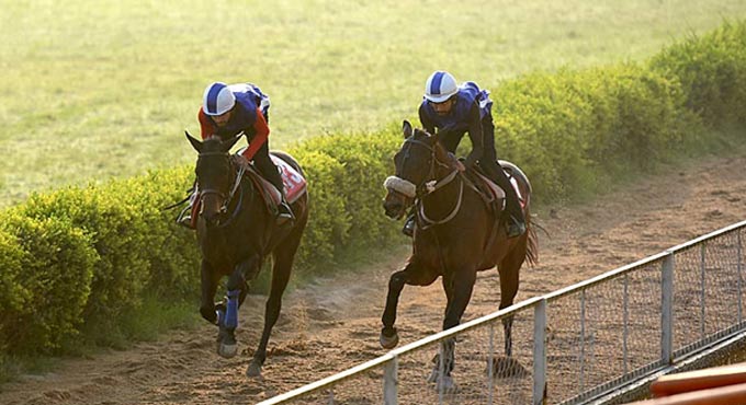 Hard To Toss, Garnet and Blue Cruise shine in trials