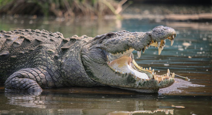 Telangana: Crocodile kills cattle herder in Sangareddy