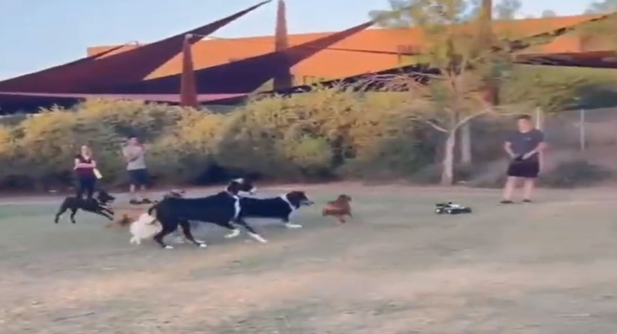Video of dogs chasing RC car goes viral
