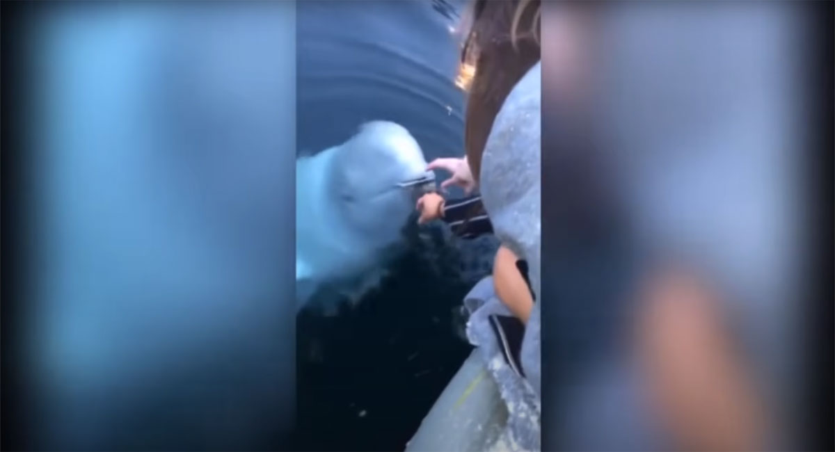 Beluga whale returns woman’s mobile after she drops it in water