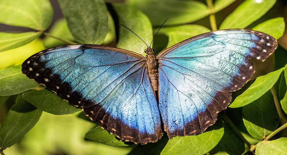 El comercio de mariposas en Costa Rica