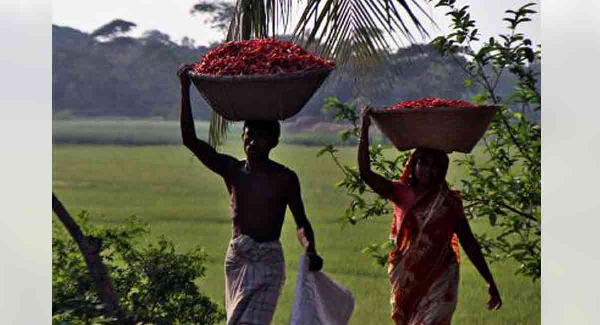 AP, Telangana chilli farmers face threats from invasive pests