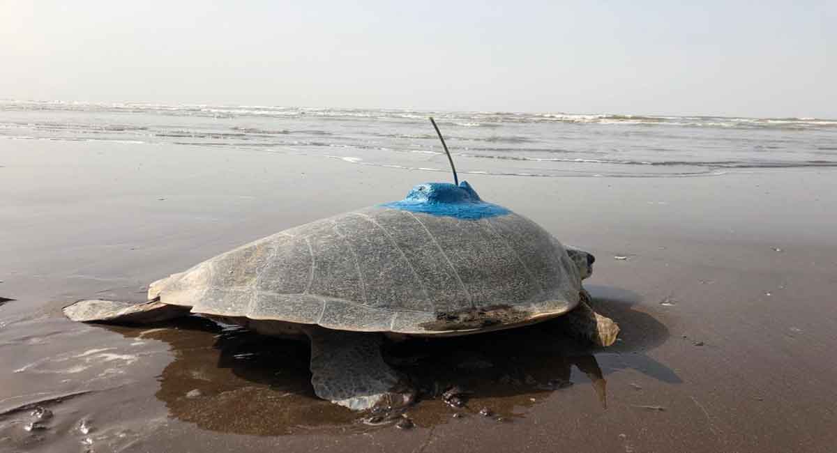 In a first, Olive Ridley Sea Turtle satellite tagged on India’s west coast