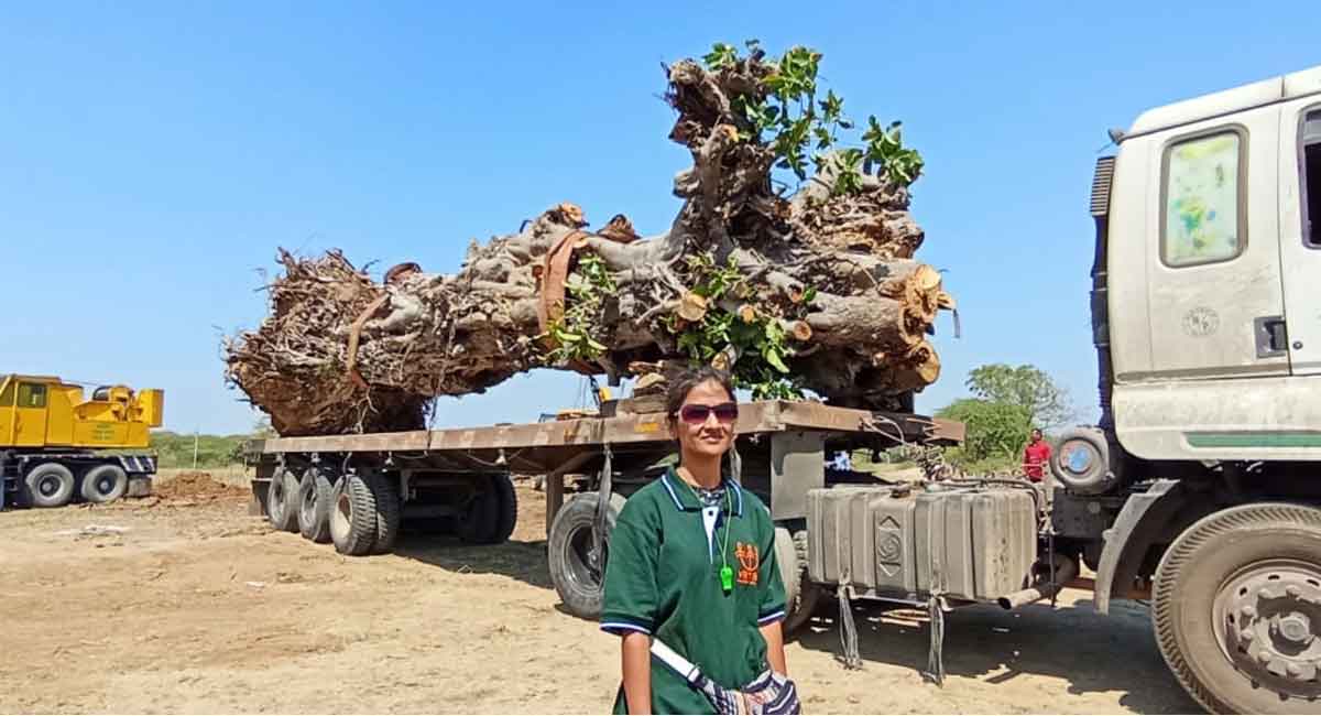 Telangana: 70-year-old uprooted banyan tree transplanted
