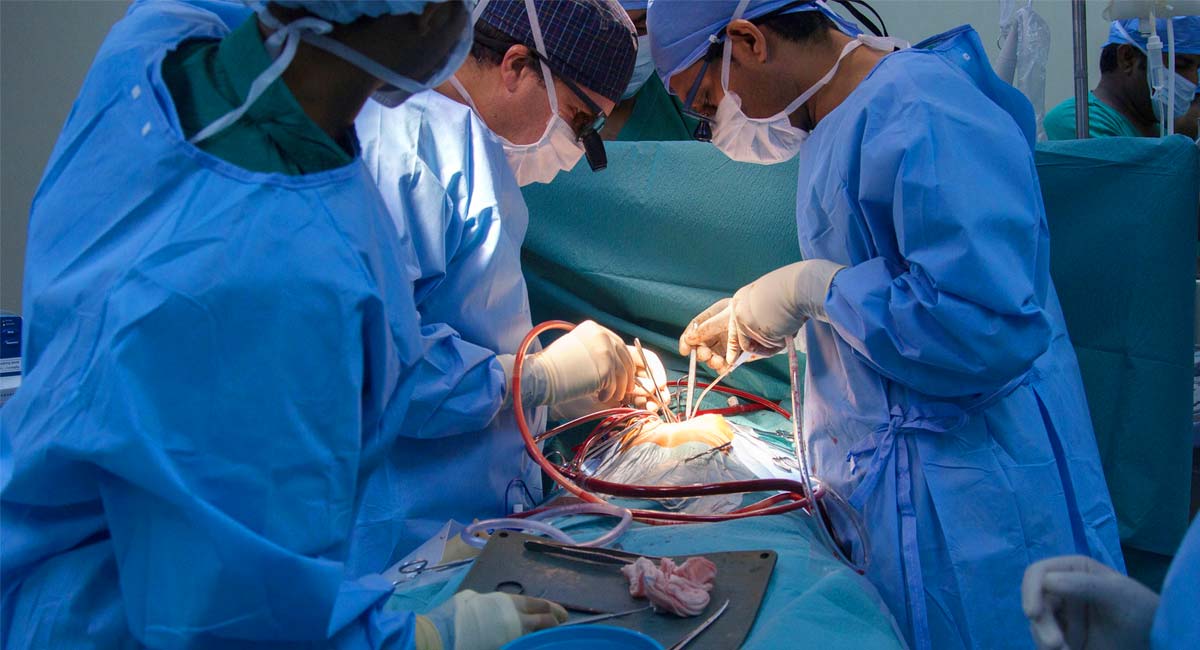 Transplant pig to human kidney Pig kidneys