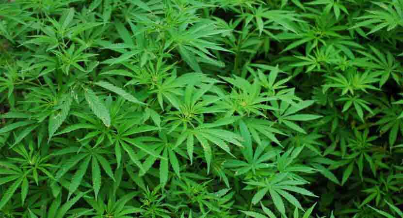 109 farmers disqualified from availing Rythu Bandhu for cultivating marijuana