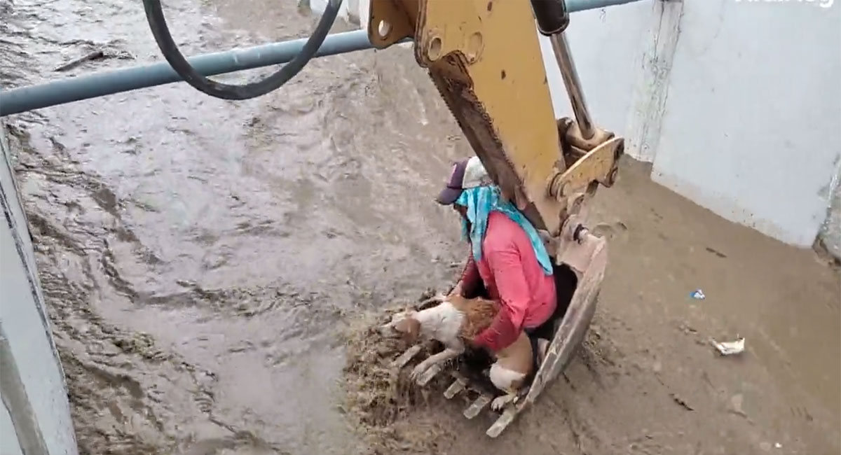 Watch: Construction workers use bulldozer to save a dog from drowning