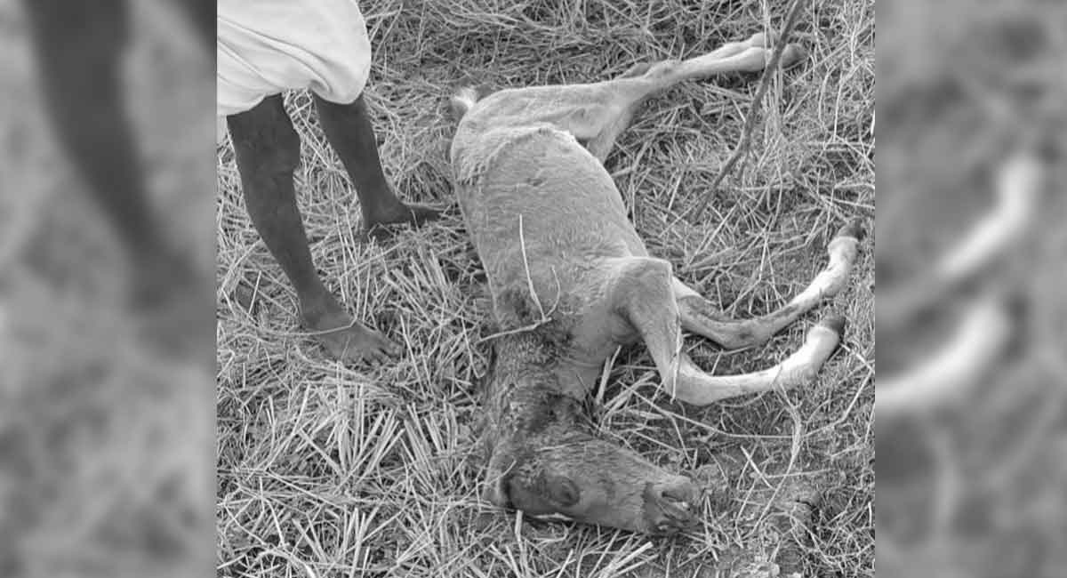 Leopard kills horse in Medak district