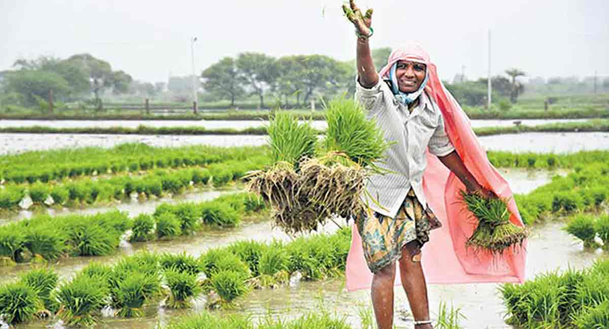 Telangana: SRI helps in reduction of pumping hours and irrigation days