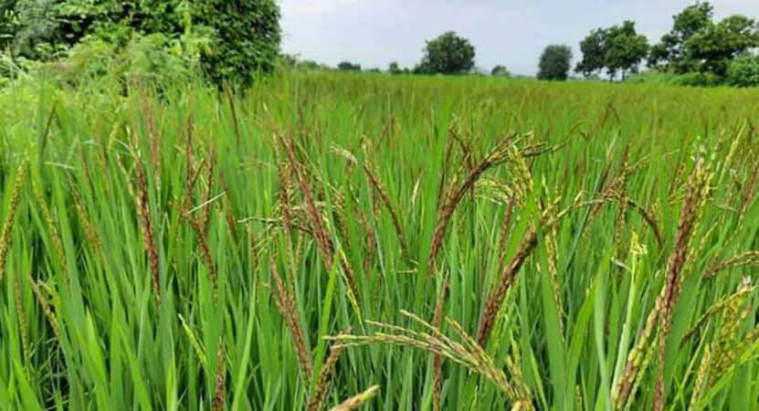 Telangana buys 30 lakh tonne paddy so far