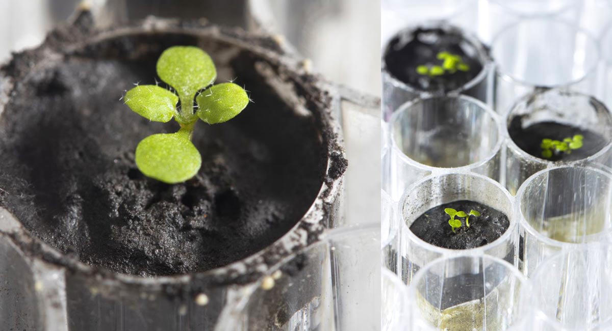 Scientists grow plants in soil from Moon for first time