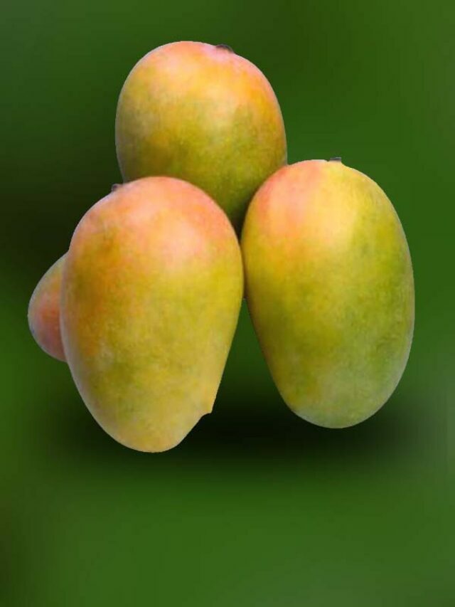 Six mango varieties you must try this summer