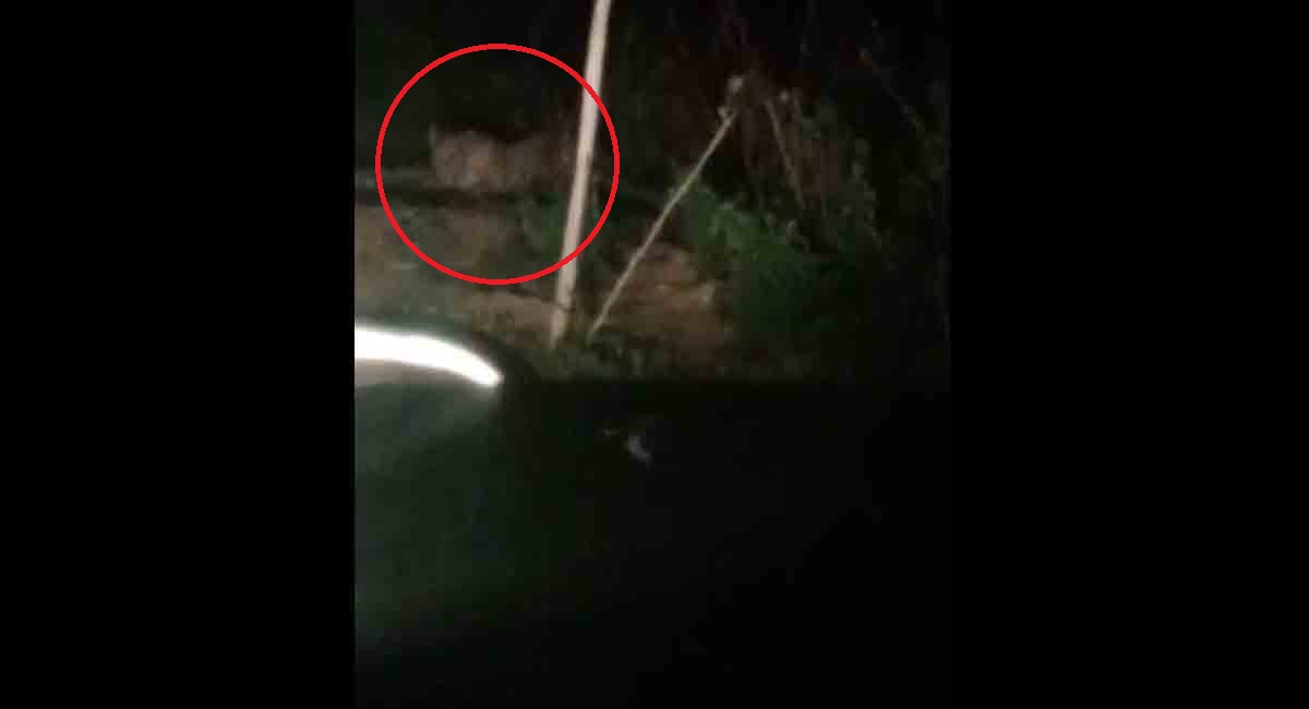 Watch: Leopard spotted by police patrol team close to busy road in Medak