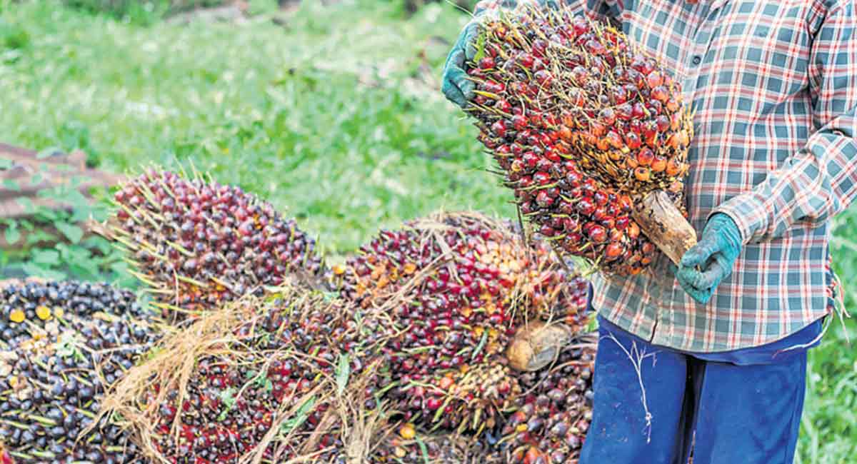 Bhupalpally sets target for oil palm cultivation