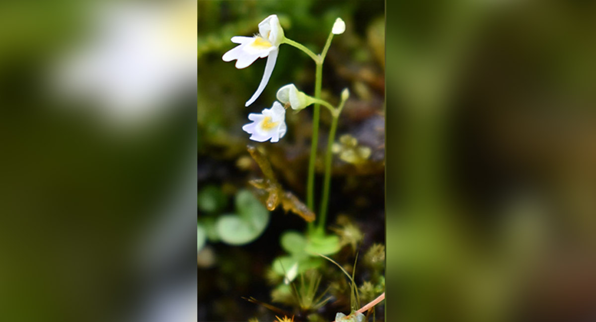 Uttarakhand Forest Department discovers rare carnivorous plant