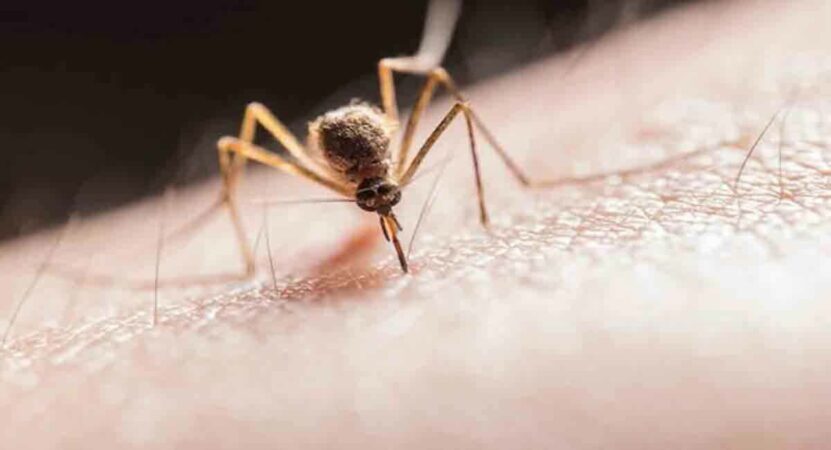 Health and Tech: Banking on genetically engineered mosquitoes