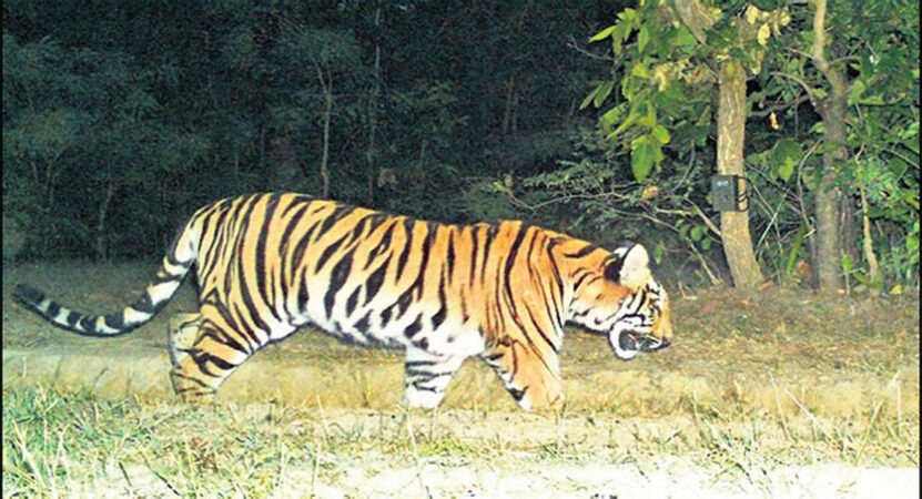 Fake video of tiger crossing road in Telangana goes viral
