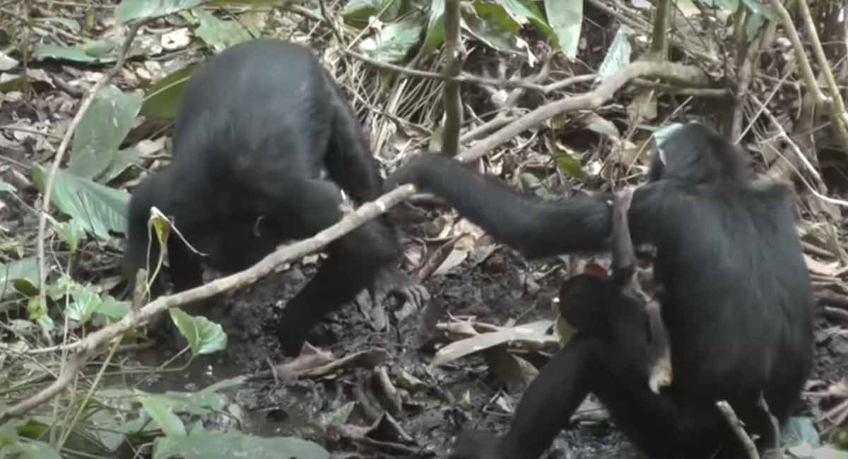 East African Chimpanzees are digging wells to drink water