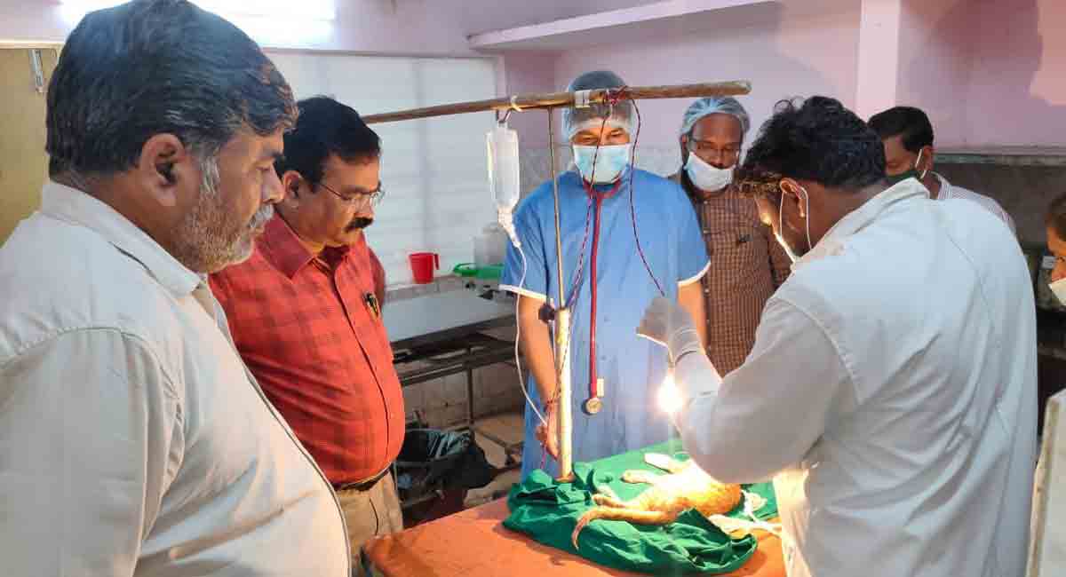 Hyderabad: Injured cat gets emergency care with help of Special Chief Secretary