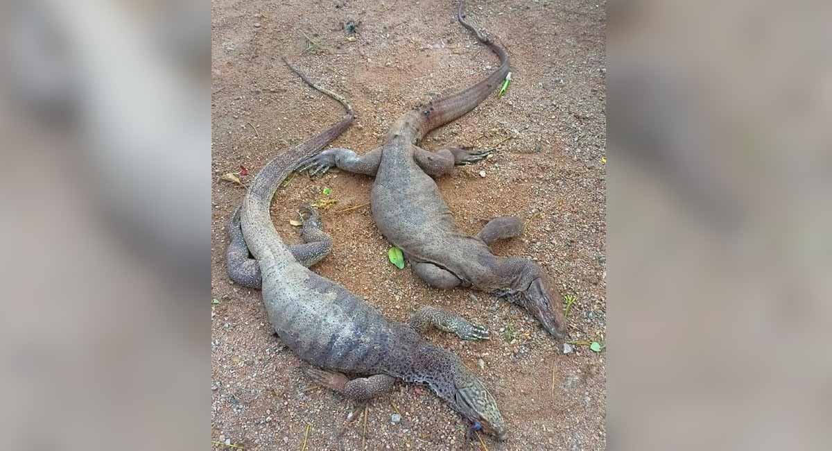 Endangered monitor lizards face serious threat from poachers in Warangal