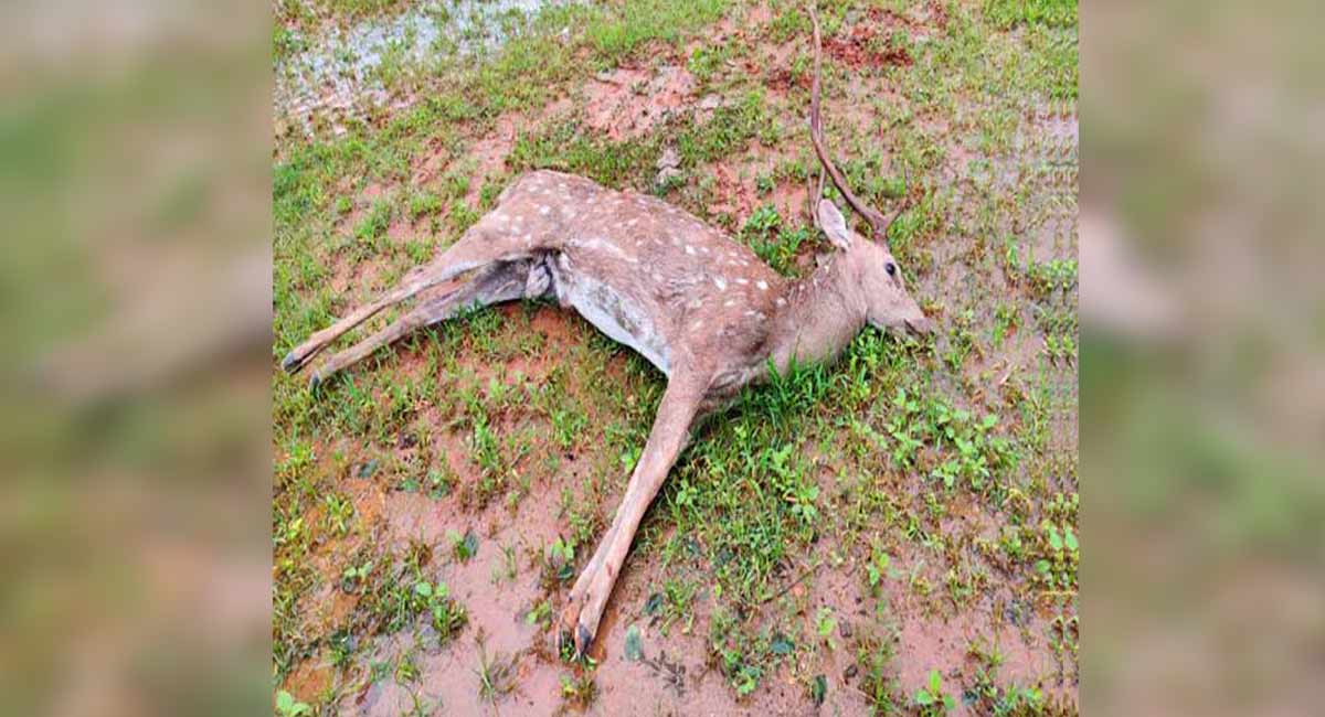 Deer dies in road accident in Peddapalli