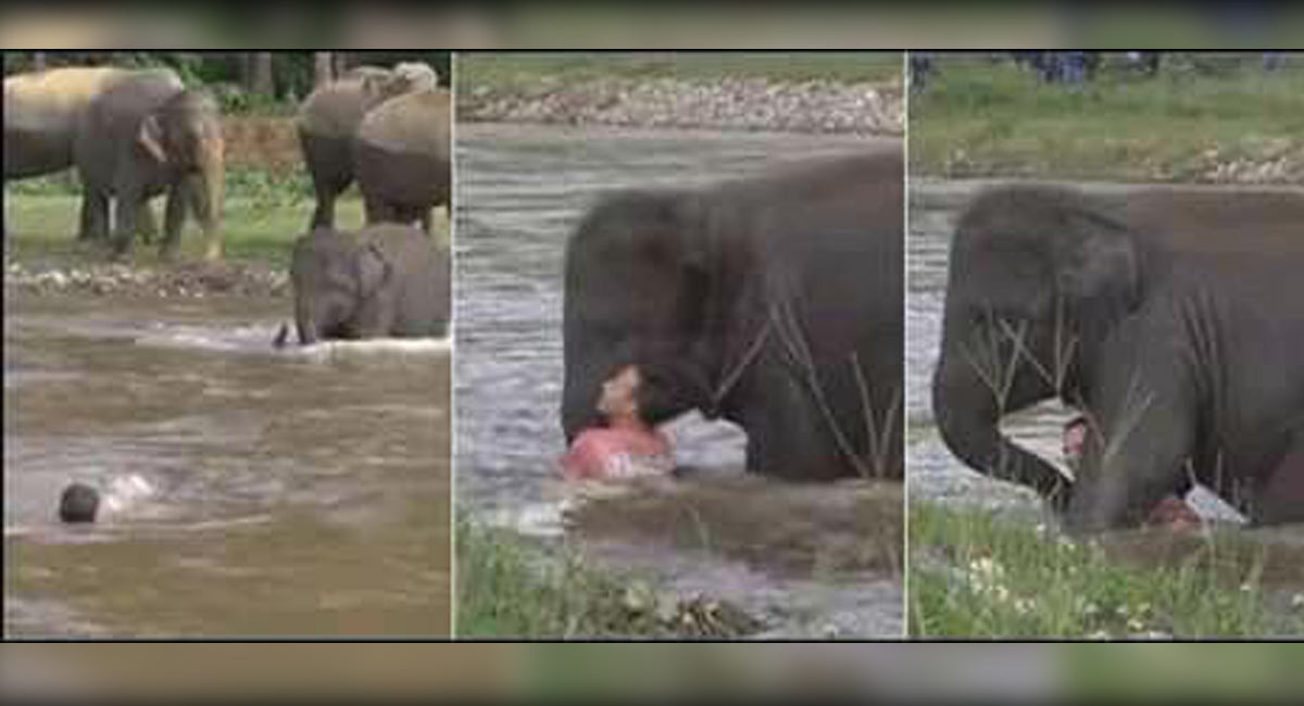 Previous video of elephant working to save lots of drowning man profitable hearts once more