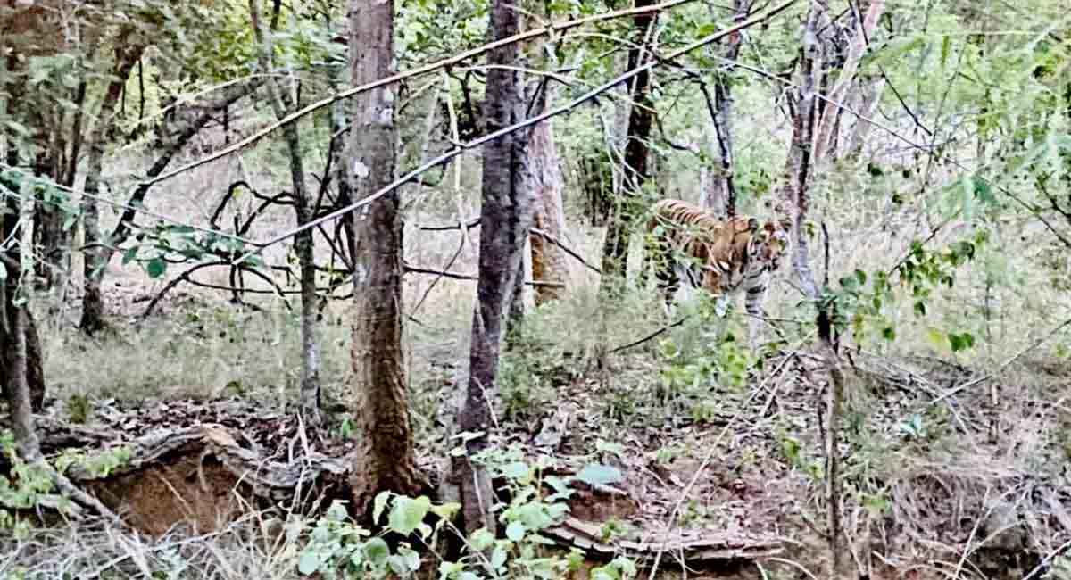 Nagarkurnool: Tiger spotted by visitors at Amrabad Tiger Reserve