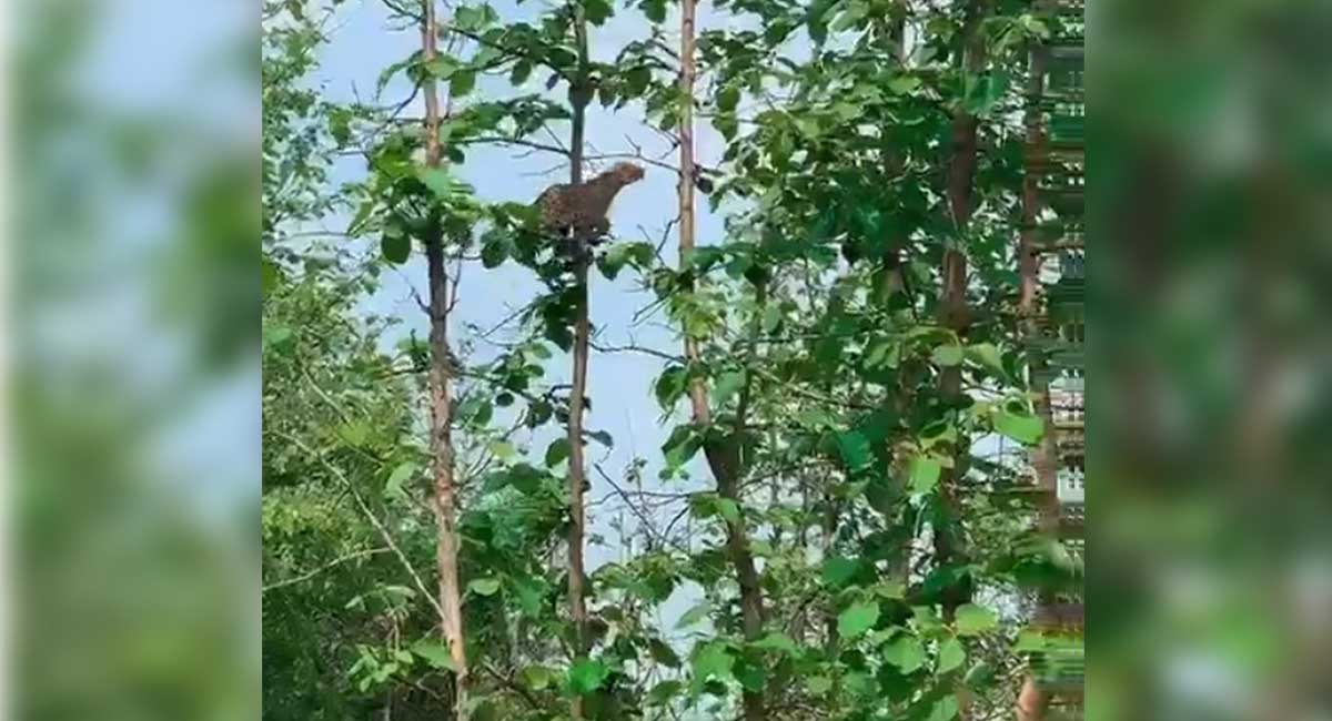 Watch: Video of leopard hunting a baby monkey goes viral
